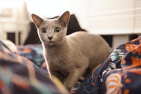 土猫和宠物猫的区别有什么不同