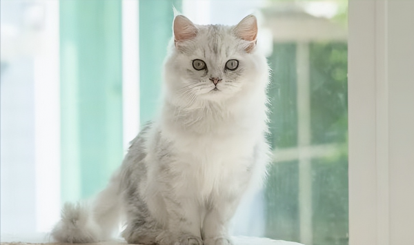 土猫和宠物猫的区别有什么不同