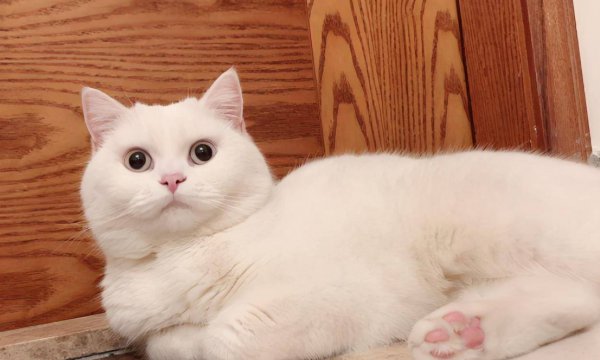 土猫和宠物猫的区别有什么不同