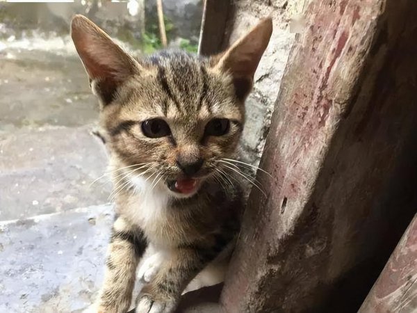 土猫和宠物猫的区别有什么不同