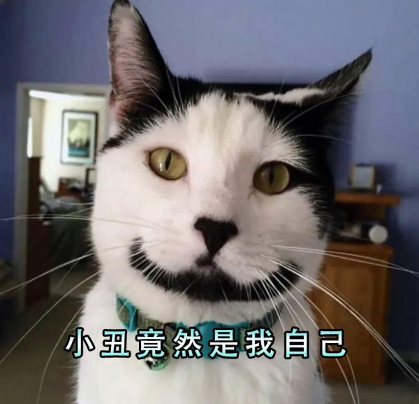 土猫和宠物猫的区别有什么不同