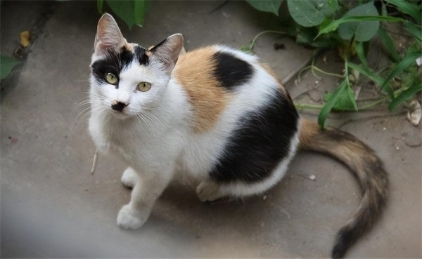 土猫和宠物猫的区别有什么不同