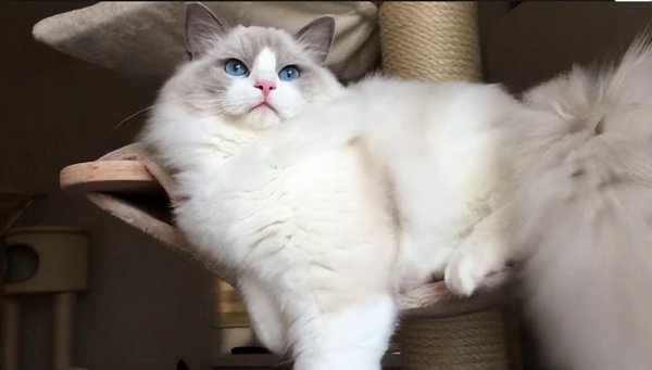 土猫和宠物猫的区别有什么不同