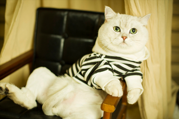 土猫和宠物猫的区别有什么不同