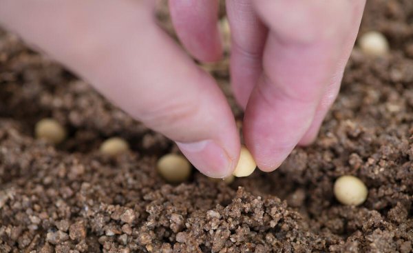 黄豆什么时候种最好