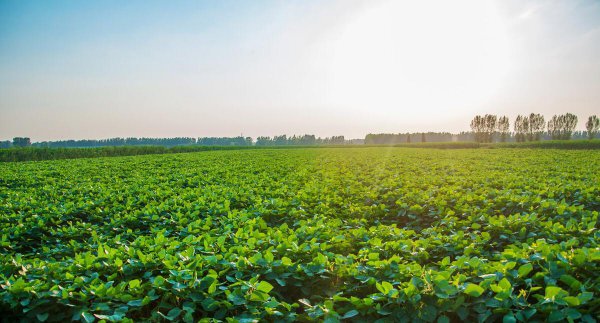 黄豆什么时候种最好