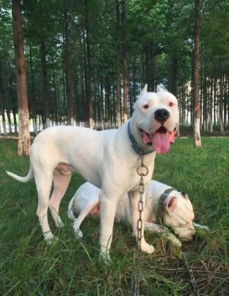 世界上最贵的狗排名