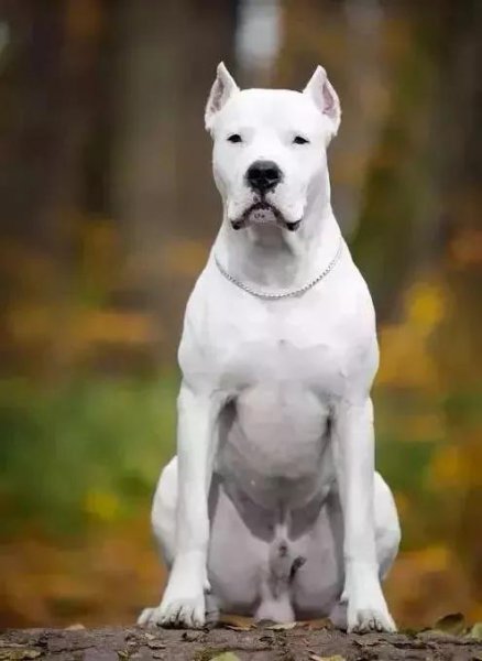 世界上最贵的狗排名