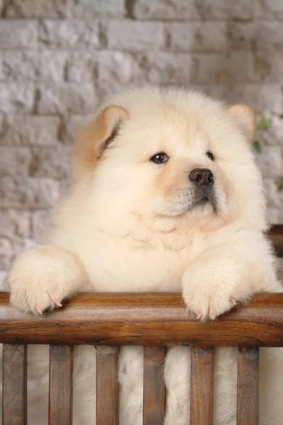 世界上最贵的狗排名