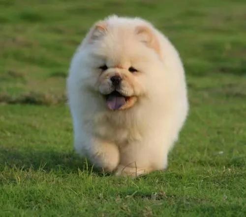 世界上最贵的狗排名