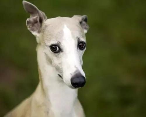 世界上最贵的狗排名