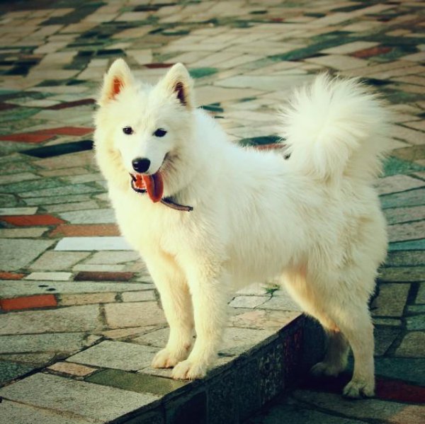 世界上最贵的狗排名