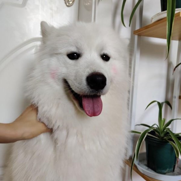 世界上最贵的狗排名