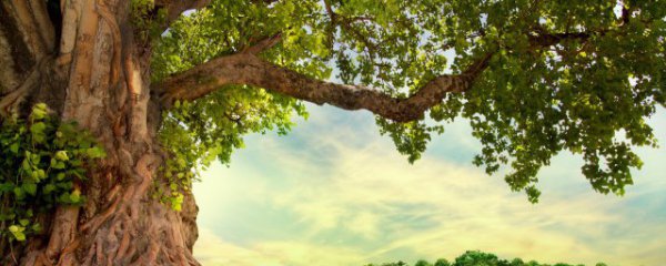 梦见大树倒了是什么预兆