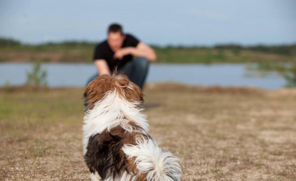 训犬基地一个月收费多少