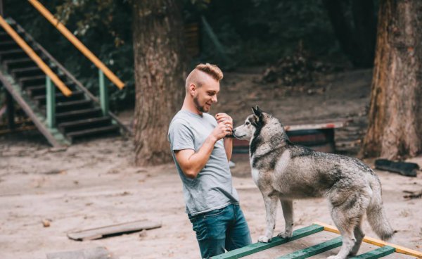 训犬基地一个月收费多少