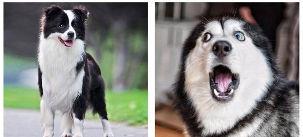 训犬基地一个月收费多少