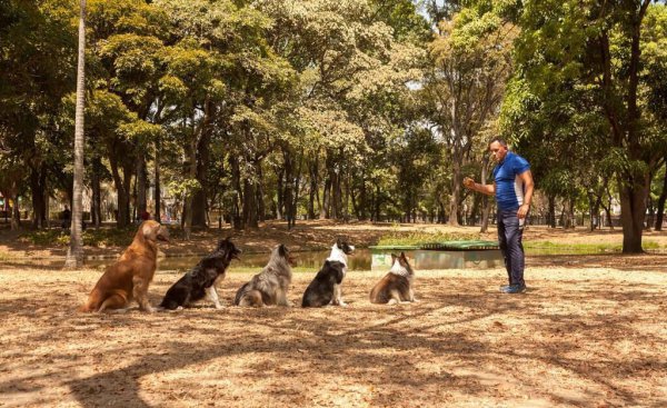 训犬基地一个月收费多少