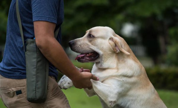 训犬基地一个月收费多少