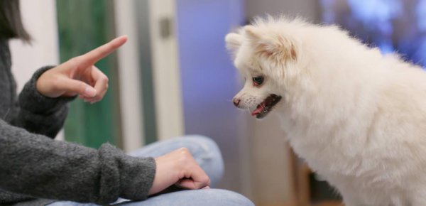 训犬基地一个月收费多少