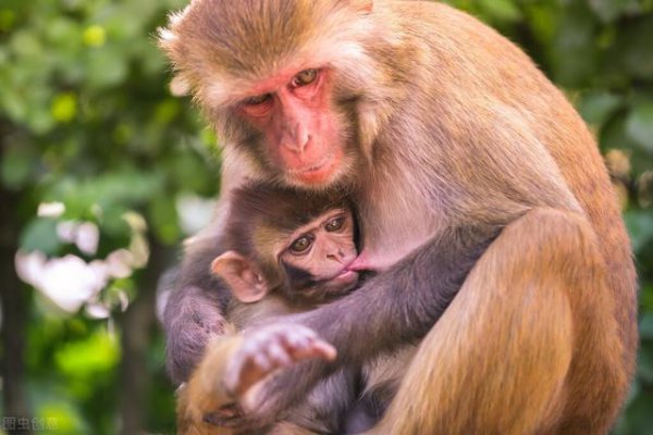 哪个生肖的孩子比较聪明有本事