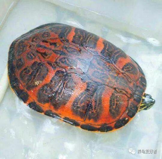 养乌龟的好处介绍