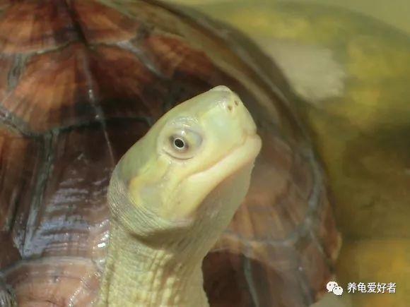 养乌龟的好处介绍