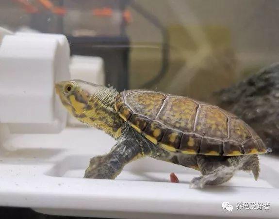 养乌龟的好处介绍