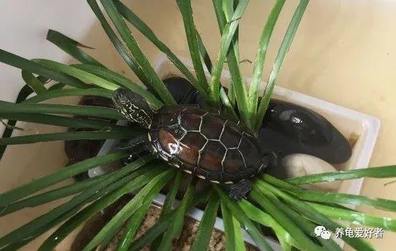 养乌龟的好处介绍