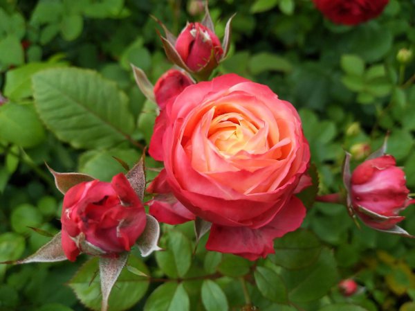 最值得入手的阳台月季品种