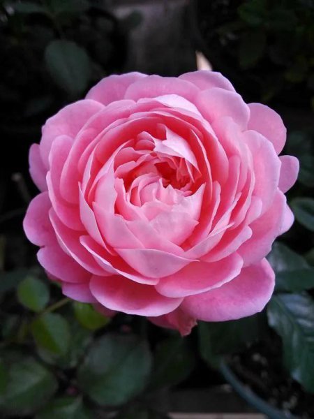 最值得入手的阳台月季品种