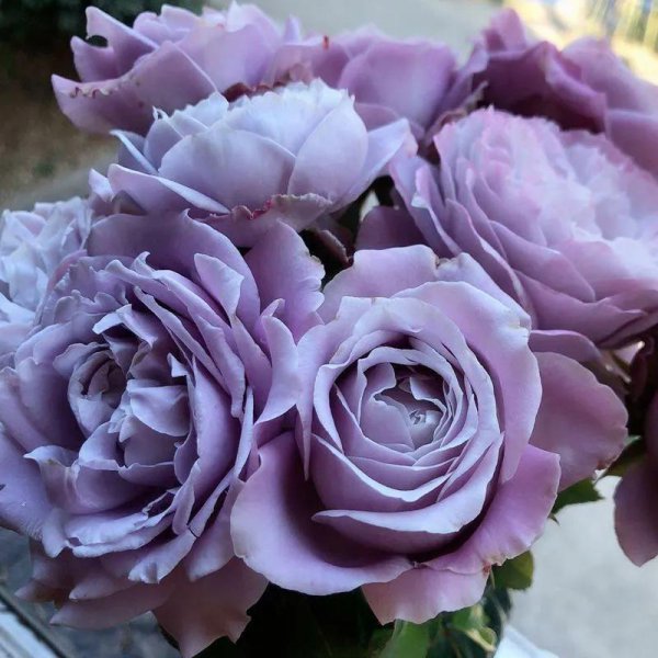 最值得入手的阳台月季品种