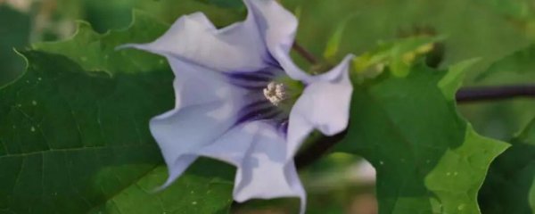 曼陀罗泡酒功效有什么