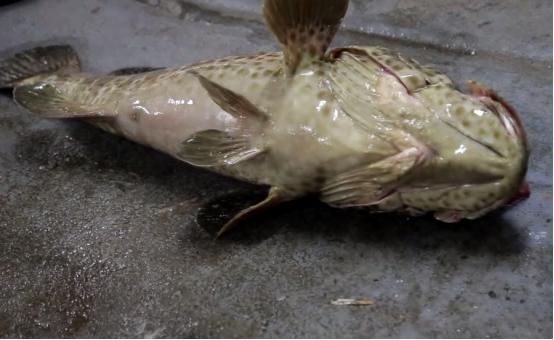 石斑鱼是属于淡水鱼还是海鱼