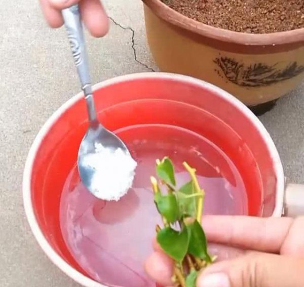 玫瑰花保存长久的方法