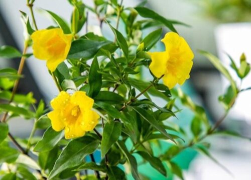 法国香水茉莉耐寒吗