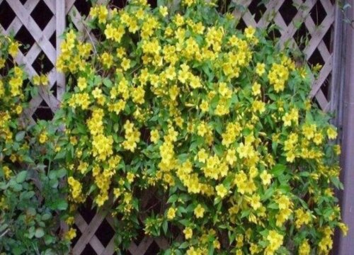 法国香水茉莉耐寒吗