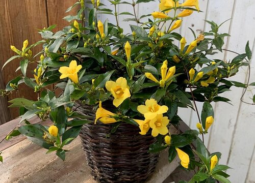 法国香水茉莉耐寒吗