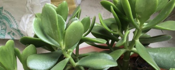 玉树可以放在客厅吗