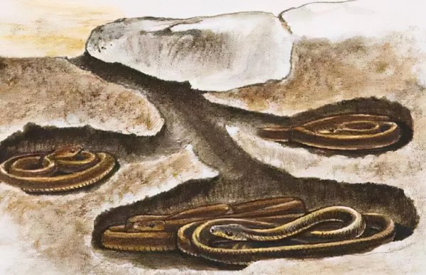 蛇为什么会蜕皮