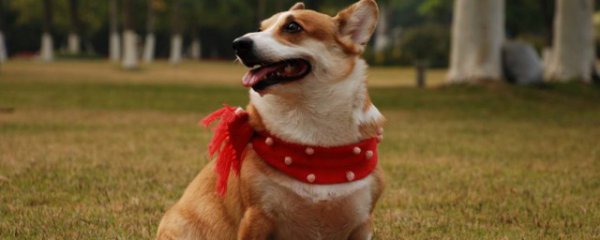 什么狗适合养卧室内