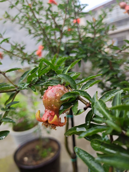 家里种什么果树风水好又旺财