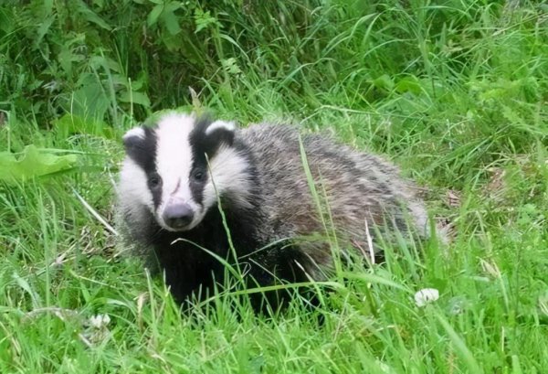 狗獾和猪獾有什么区别图片
