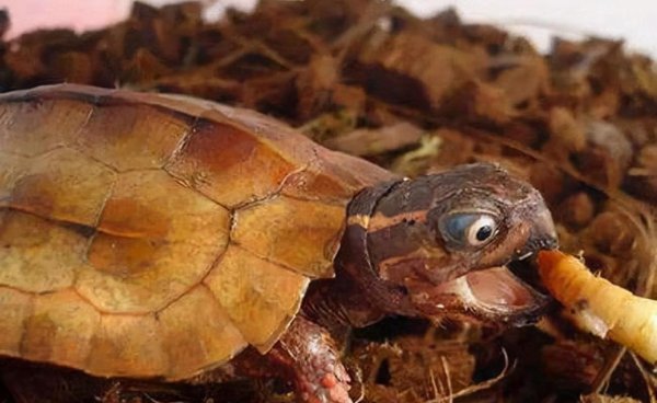 乌龟吃什么东西才能活得更久