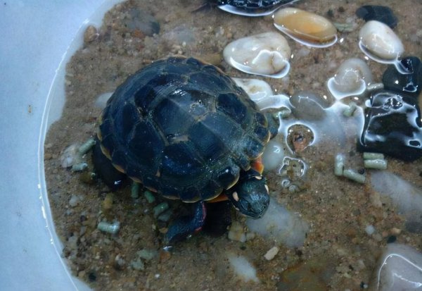 乌龟吃什么东西才能活得更久