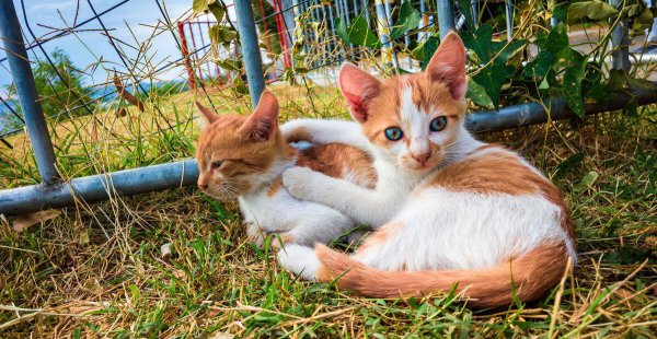 bulgaria是什么国家