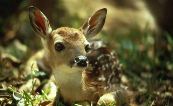 春天有哪些小动物