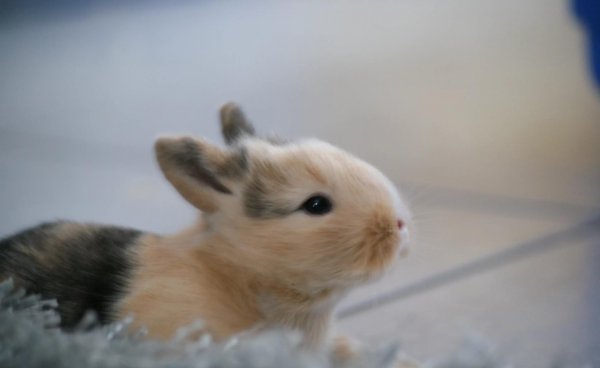 春天有哪些小动物