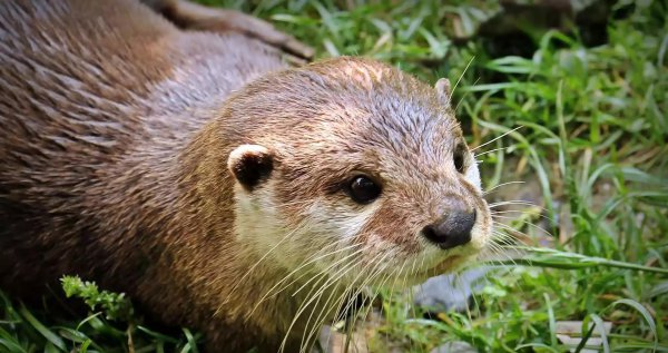 春天有哪些小动物