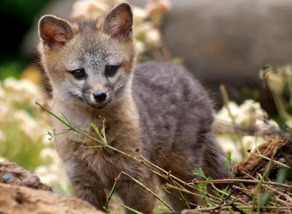 春天有哪些小动物